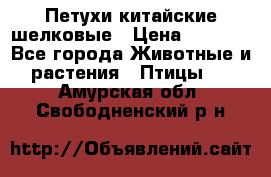 Петухи китайские шелковые › Цена ­ 1 000 - Все города Животные и растения » Птицы   . Амурская обл.,Свободненский р-н